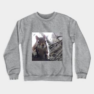 Curious Crewneck Sweatshirt